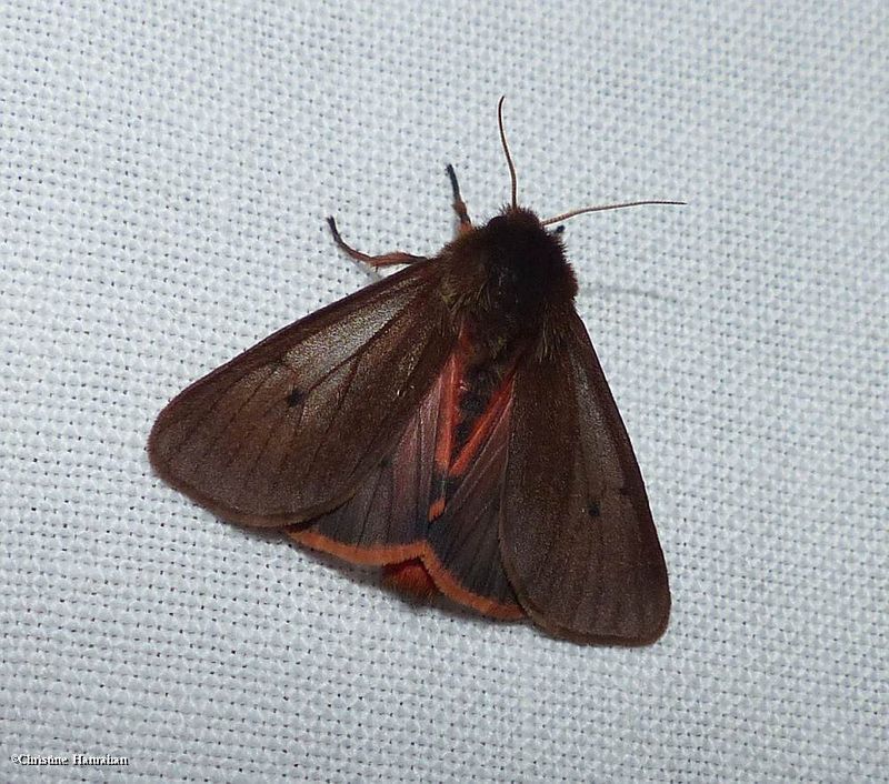 Ruby tiger moth (Phragmatobia fuliginosa ), #8156
