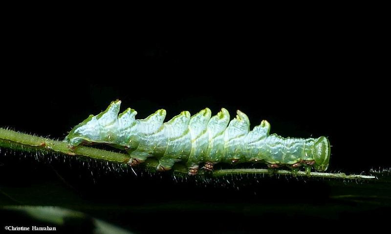 Double-toothed prominent moth caterpillar (Nerice bidentata), #7929