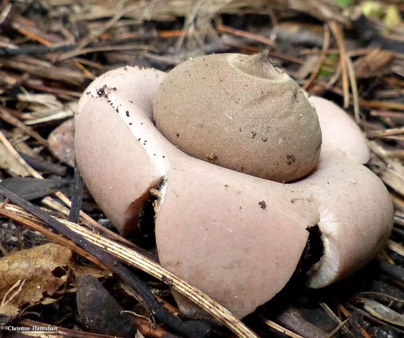 Earth star (Geastrum)