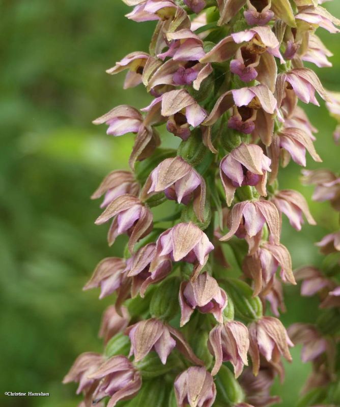 Helleborine orchid (Epipactis helleborine)