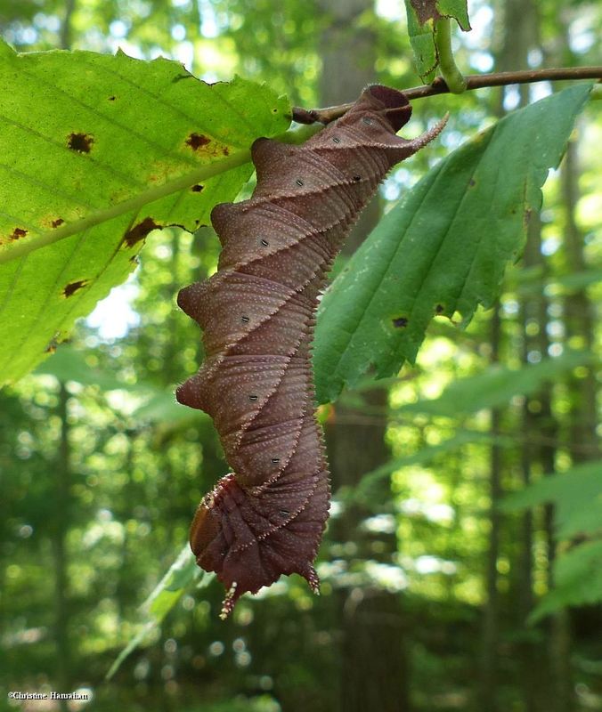 Four-horned sphinx moth caterpillar (Ceratomia amyntor), #7786