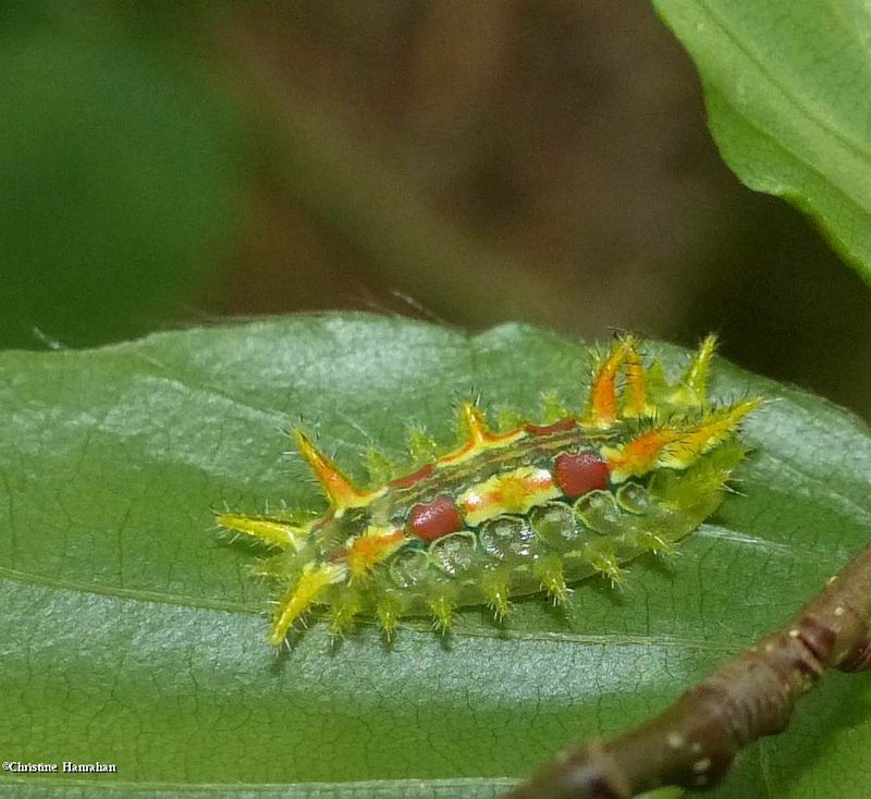 Spiny oak slug moth caterpillar (Euclea delphinii ), #4697