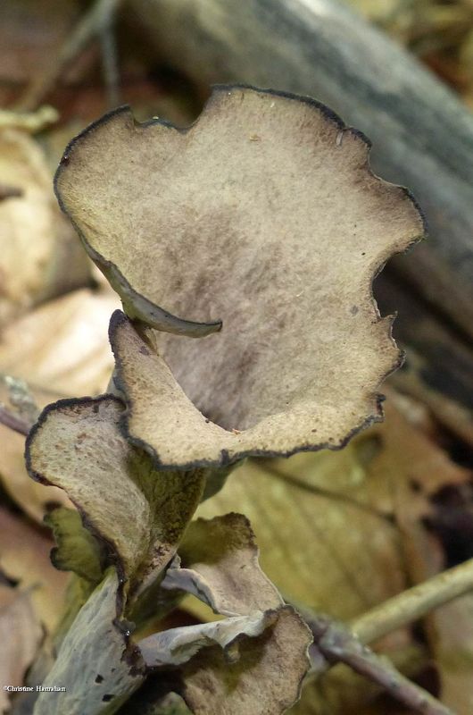 Horn of plenty mushroom (Craterellus)