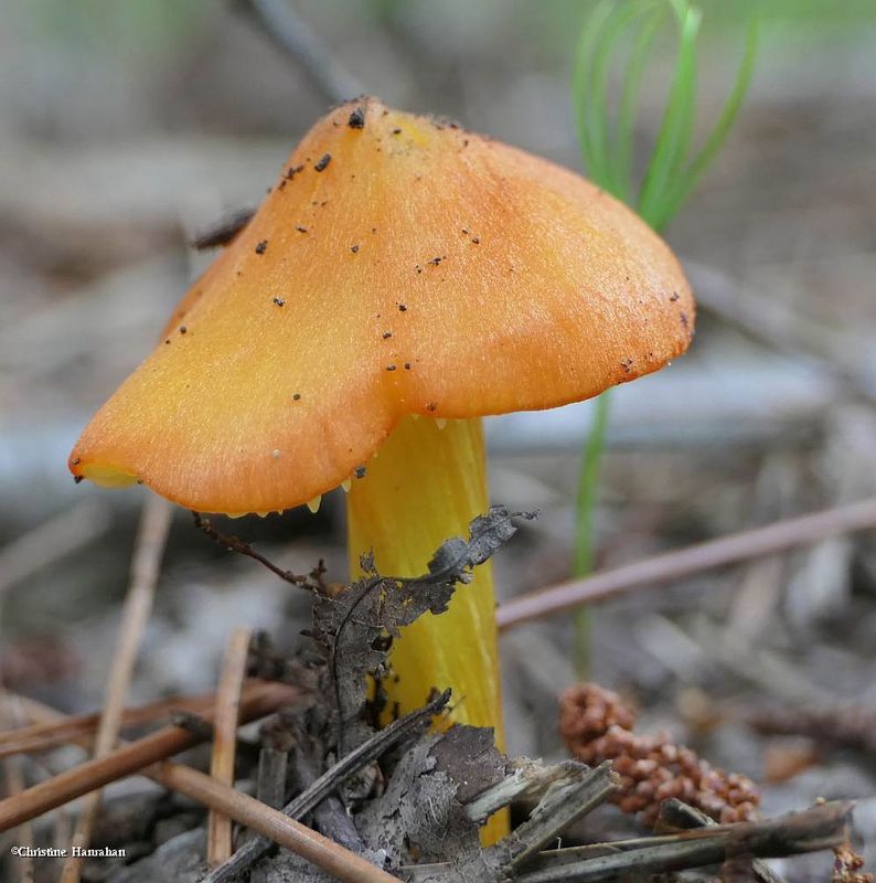 Waxcap (Hygrocybe)