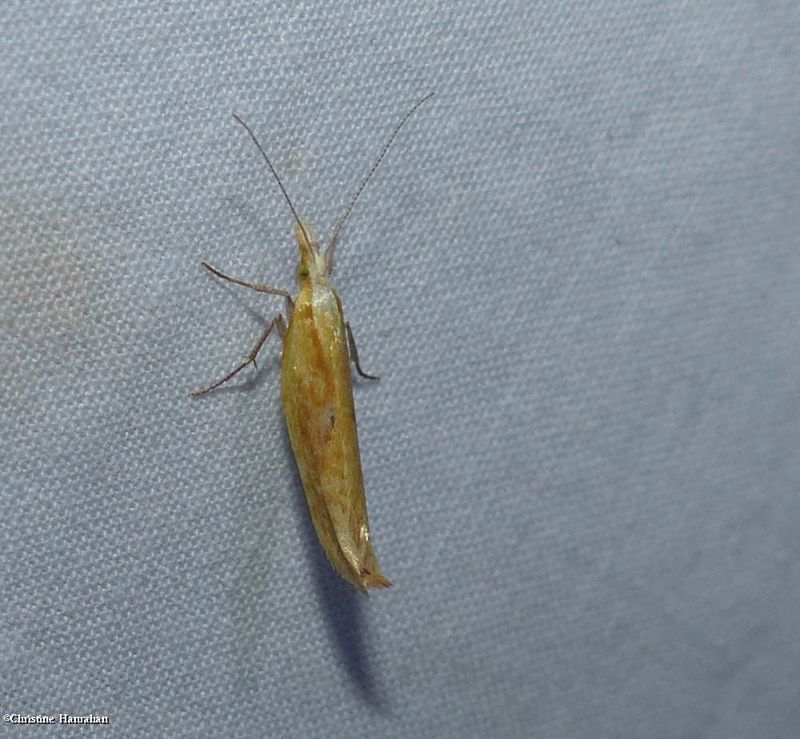 Canary ypspsolopha moth (Ypsolopha canariella), #2371