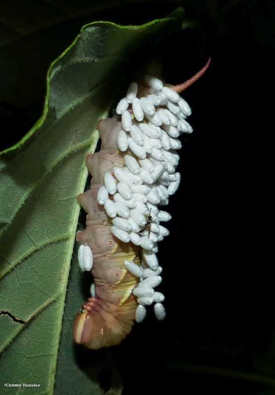 Waved sphinx moth caterpillar  (Ceratomia undulosa), #7787