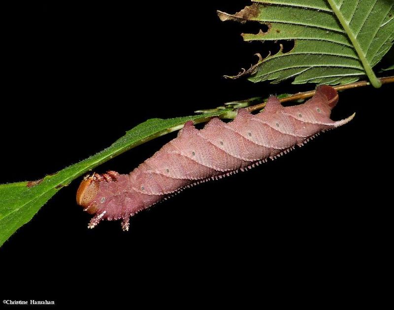 Four-horned sphinx moth caterpillar (Ceratomia amyntor), #7786