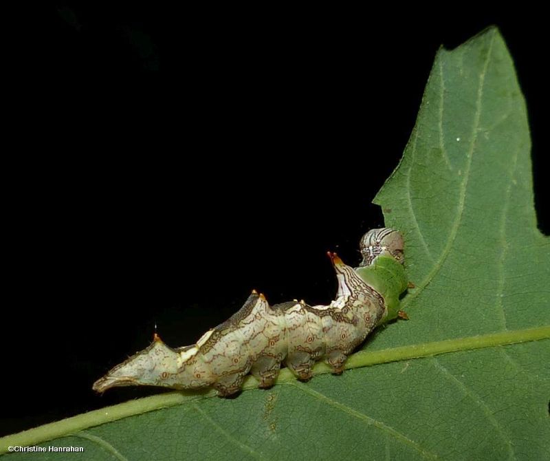 Morning glory prominent moth caterpillar (Schizura ipomaeae), #8005