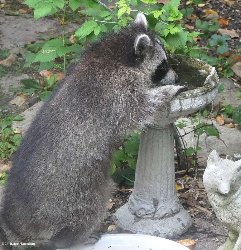 Raccoon