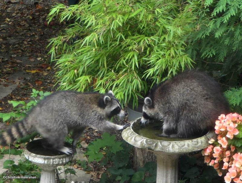Raccoons