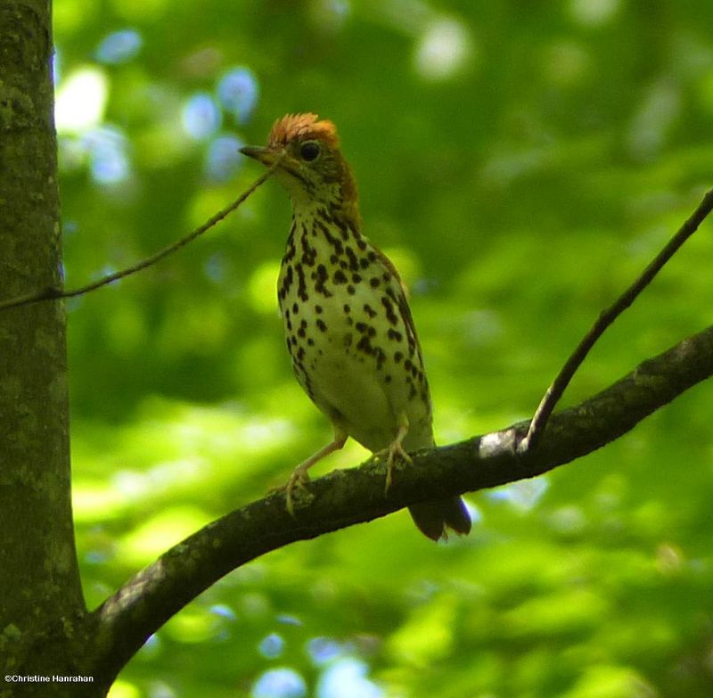 Wood thrush