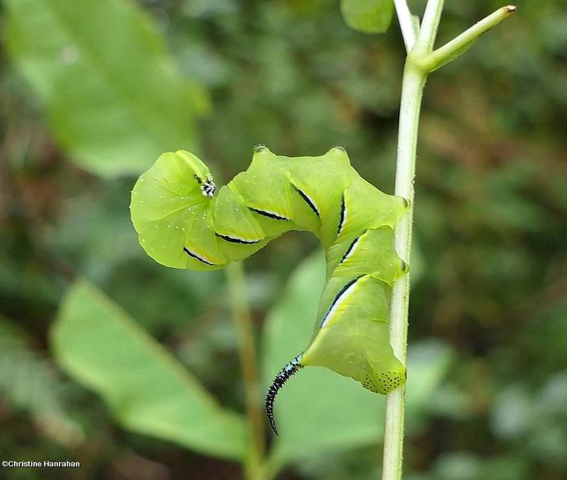 Laurel Sphinx moth caterpillar
