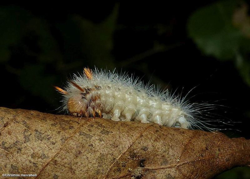 Close-banded yellowhorn moth caterpillar (Colocasia propinquilinea), #9185-