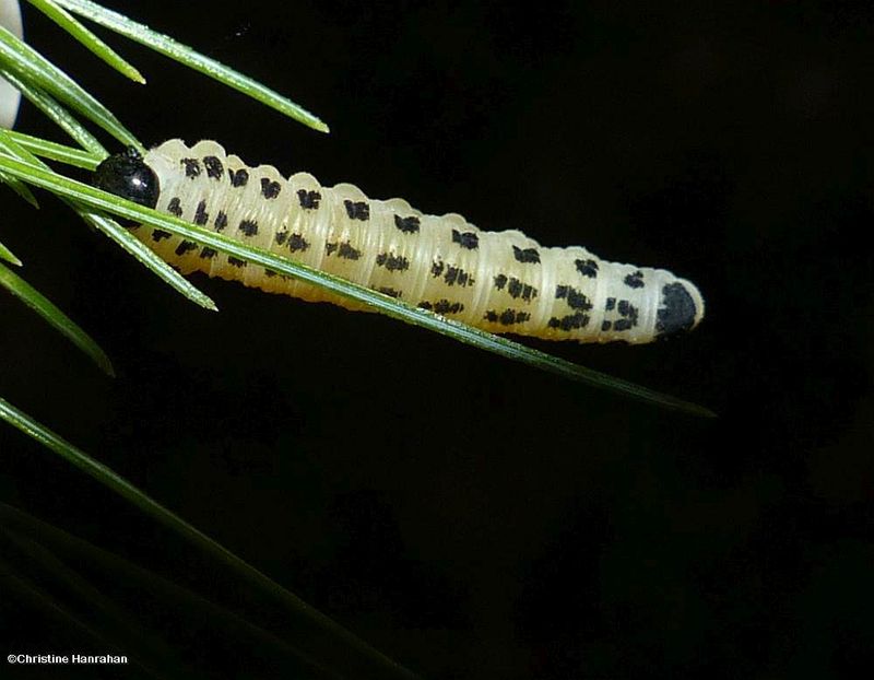 White Pine Sawfly larvae (Neodiprion pinetum)