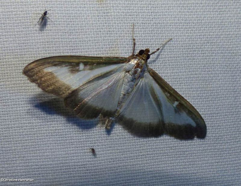 Box tree moth (Cydalima perspectalis), #5199.4