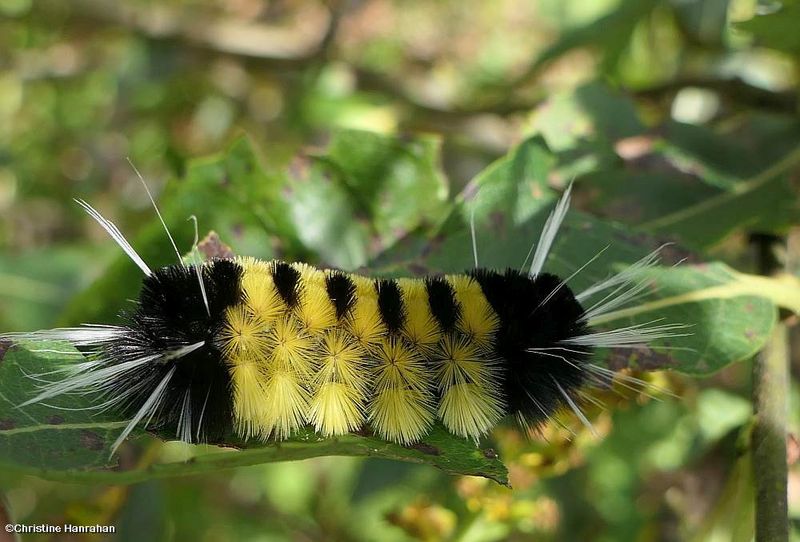 Spotted Tussock moth caterpillar (Lophocampa maculata), #8214