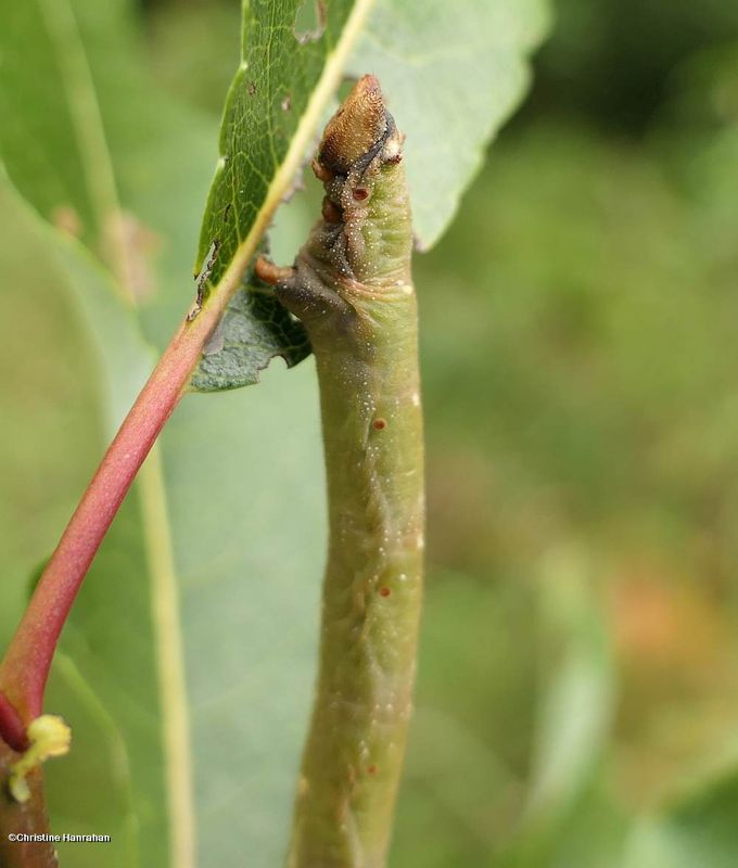 Cleft-headed looper moth caterpillar (Biston betularia), #6640 [September 6]