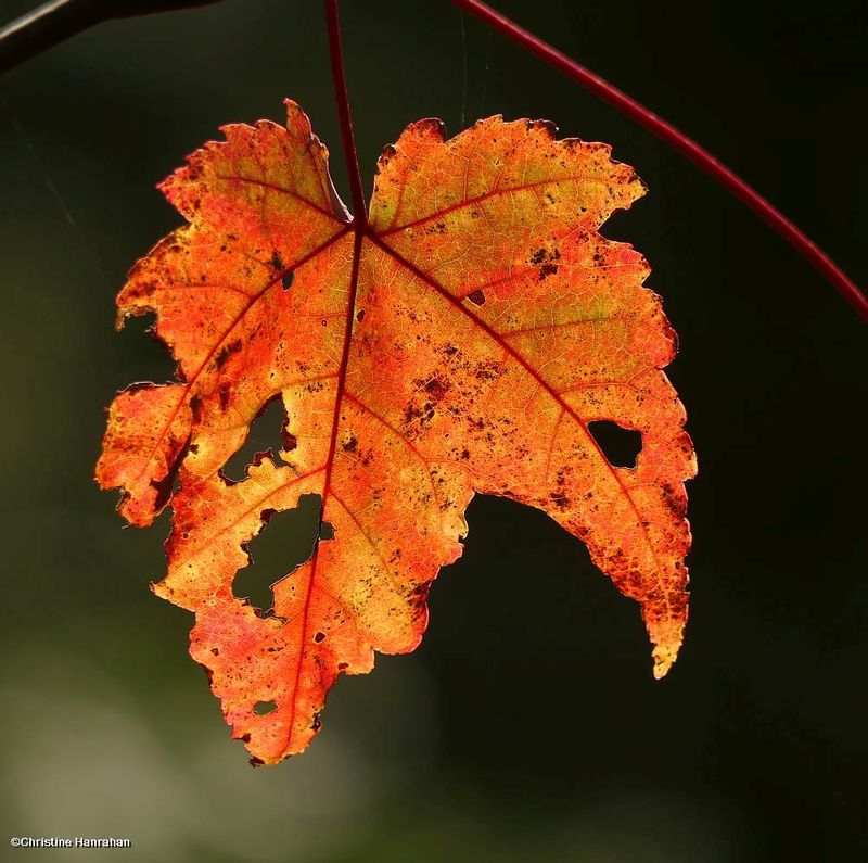 Red maple leaf (Acer rubrum)