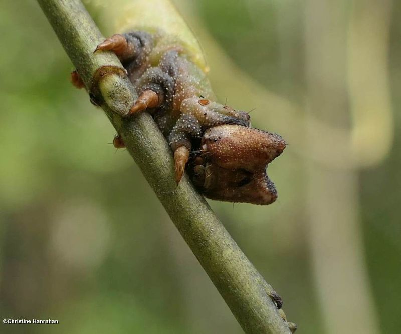 Cleft-headed looper moth caterpillar (Biston betularia), #6640