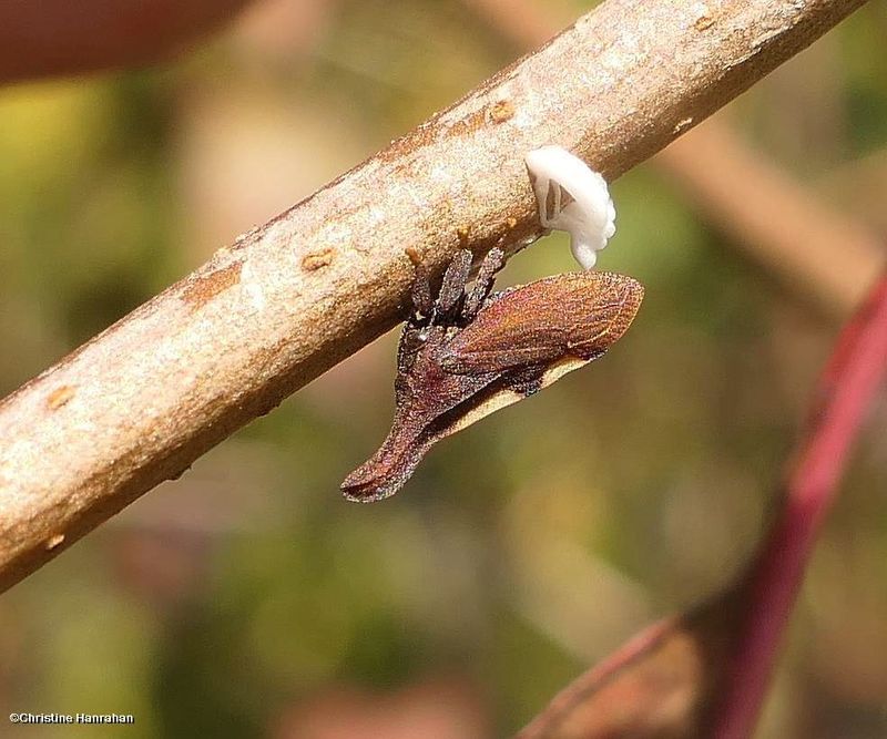Treehopper (Enchenopa sp.) 