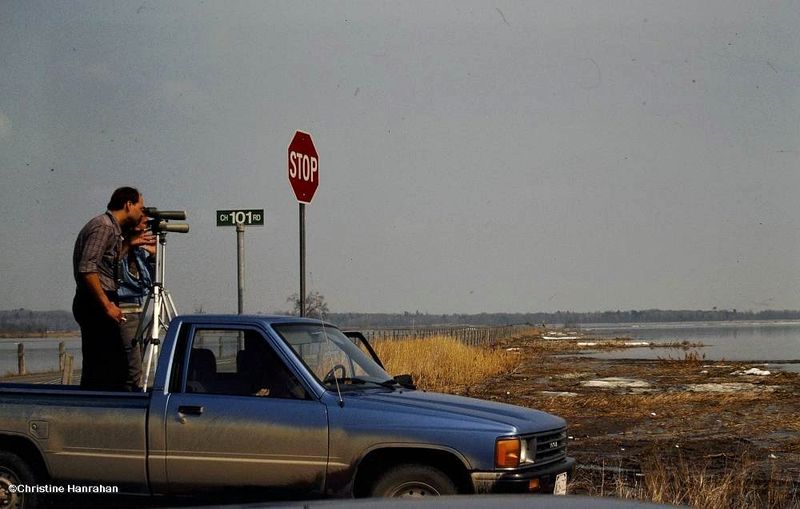 Looking for snow geese