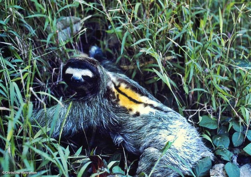 Three-toed sloth (Bradypus sp.)