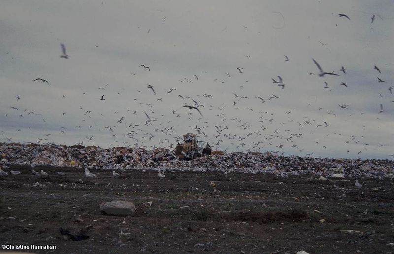 Birding at the Dump