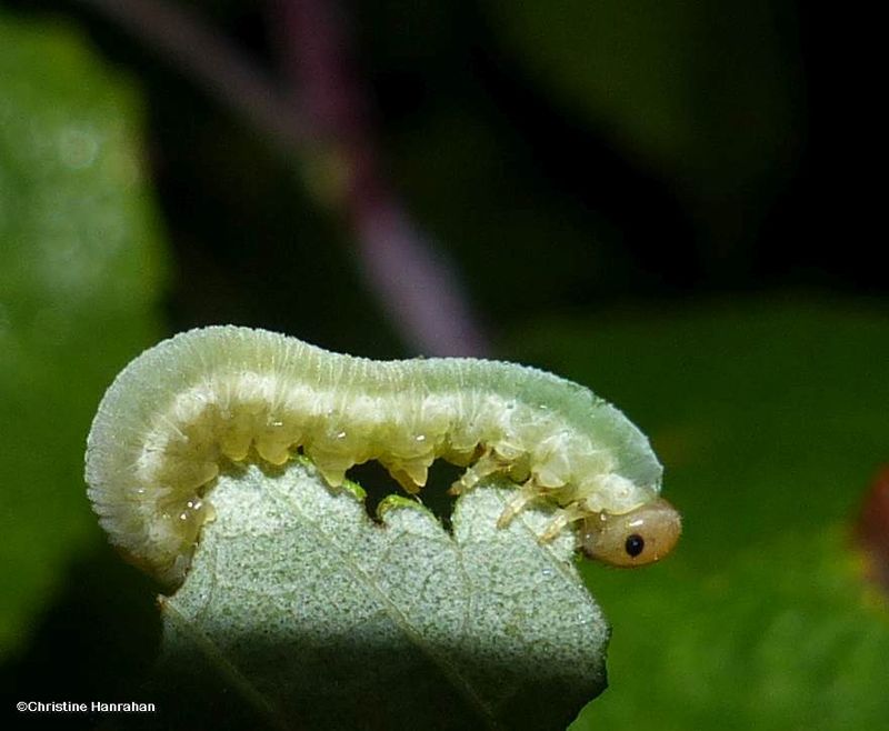 Sawfly larva (Tenthredinidae)