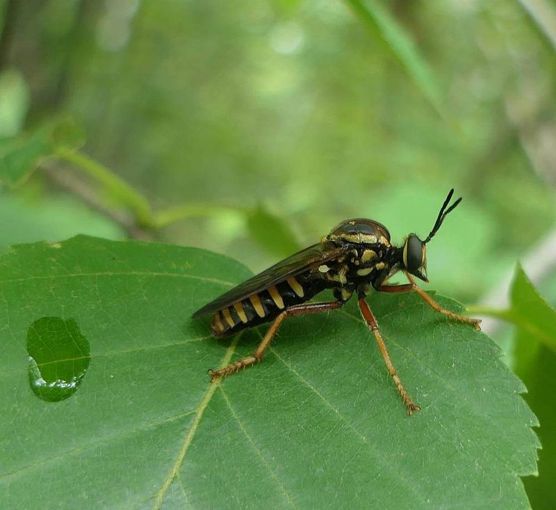 Robber fly (Ceraturgus sp.)