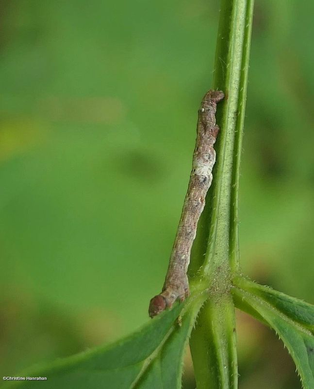 Geometrid moth caterpillar