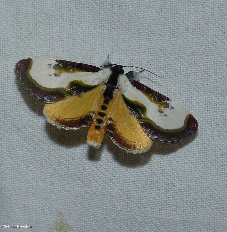 Owlet Moths (Family: Noctuidae)  8881 - 11043