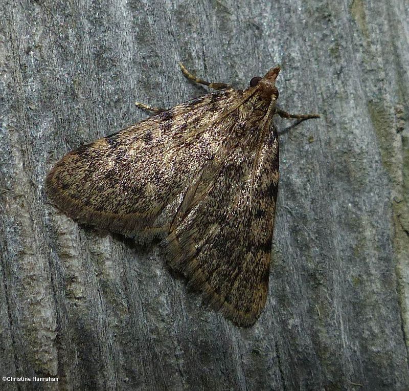 Large tabby moth (Aglossa pinguinalis), #5516
