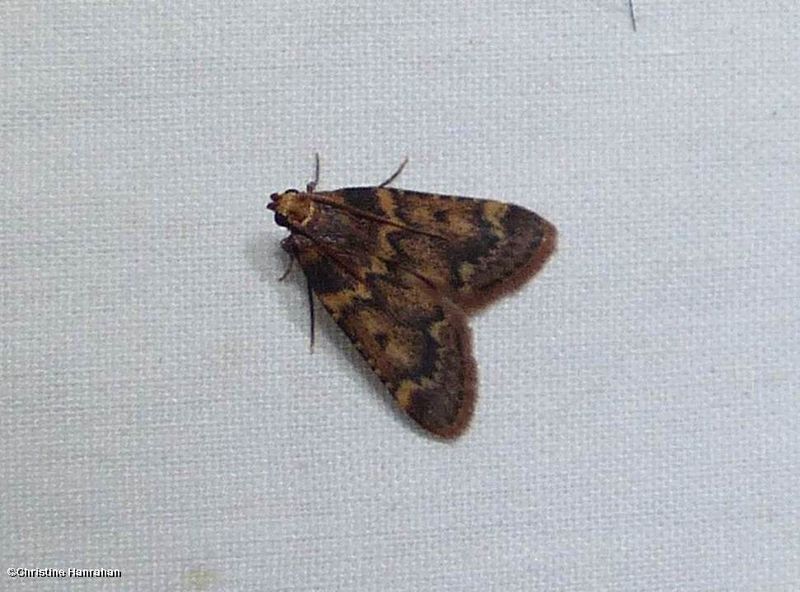 Pink-masked pyralid moth (Aglossa disciferalis), #5512