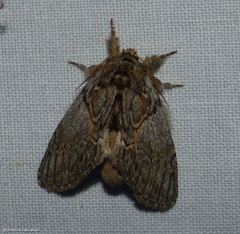 Oval-based prominent moth  (Peridea basitriens), #7919