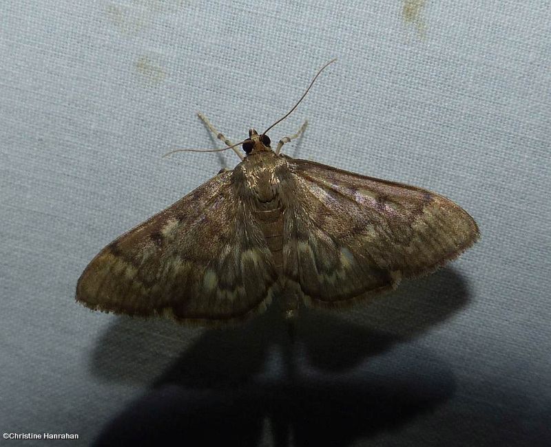 Serpentine webworm moth (Herpetogramma aeglealis), #5280