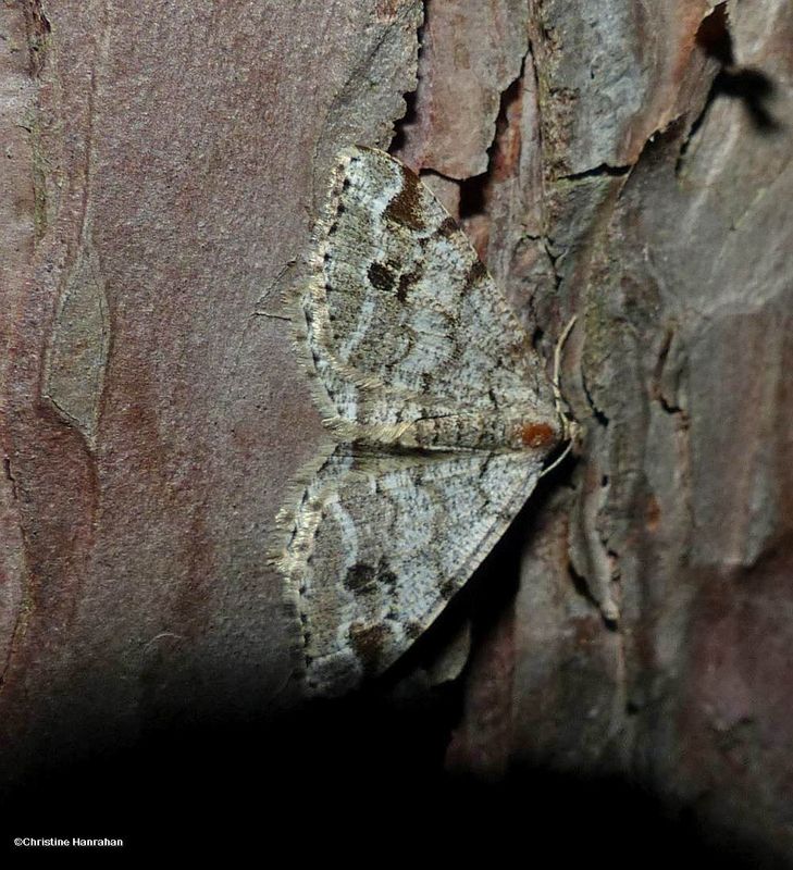 Pale marked angle moth (Macaria signaria), #6344