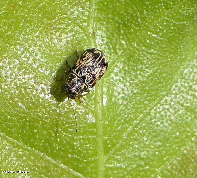Scriptured leaf beetle (Pachbrachis sp.)