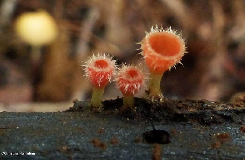 Shaggy scarlet cup fungus (Microstoma floccosum)
