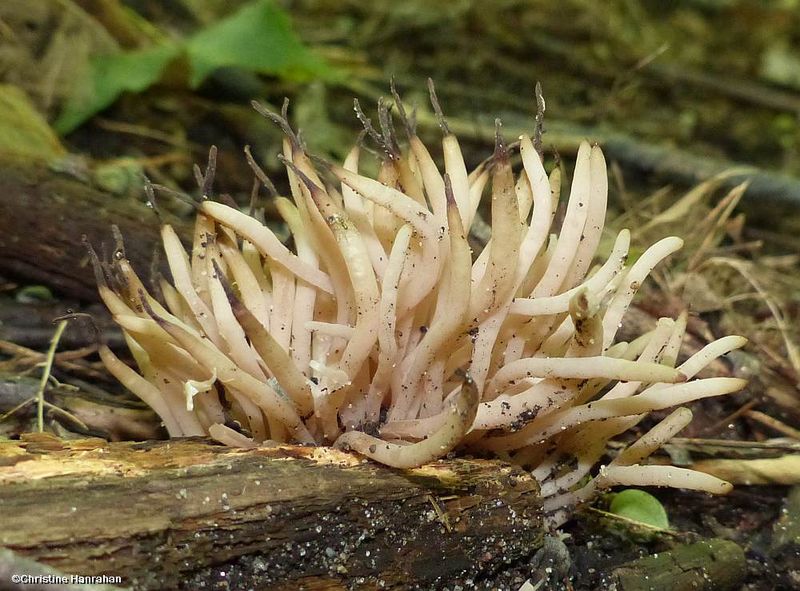 Coral Fungus (Clavaria)