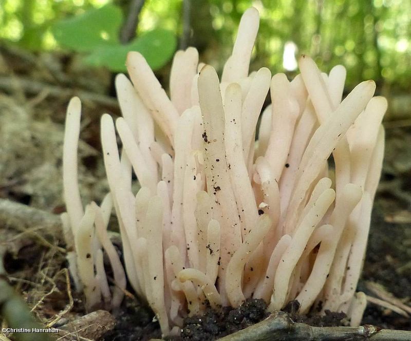 Coral Fungus (Clavaria)