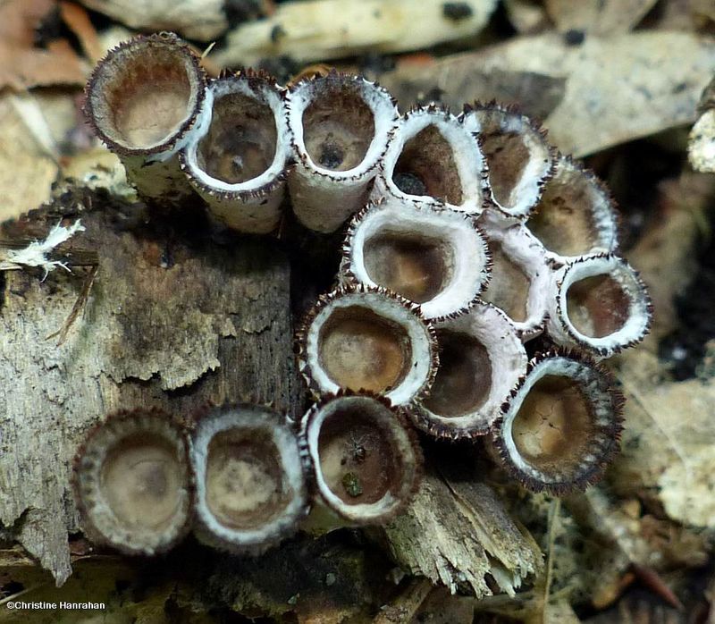Bird's nest fungi