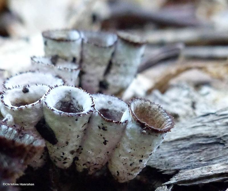 Bird's nest fungi