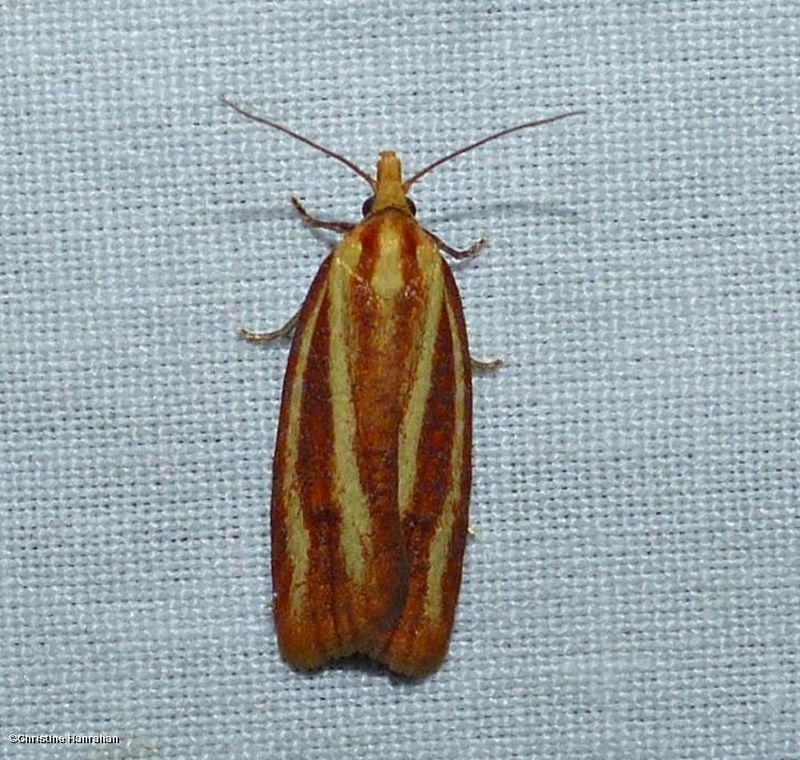 Three-streaked sparganothis moth (Sparganothis tristriata), #3699