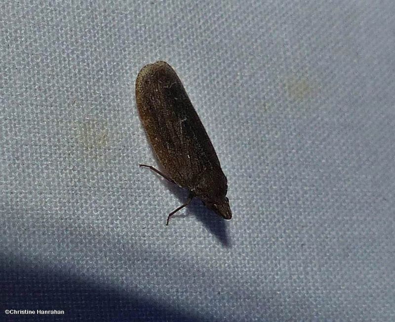 Achilid planthopper (Cixidia fusca)