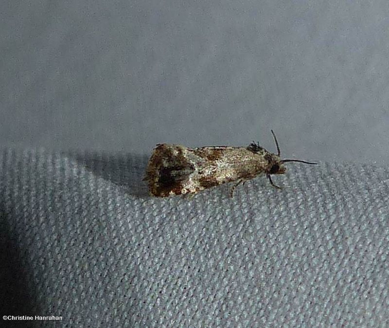 Tortricid moth (subtribe Cochylina)