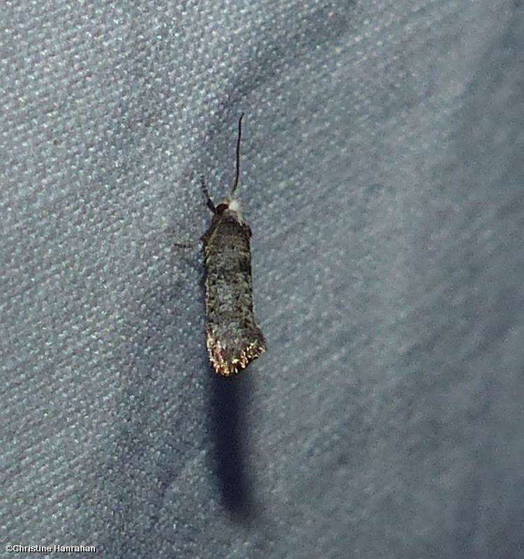 Ermine moth (Swammerdamia) ?