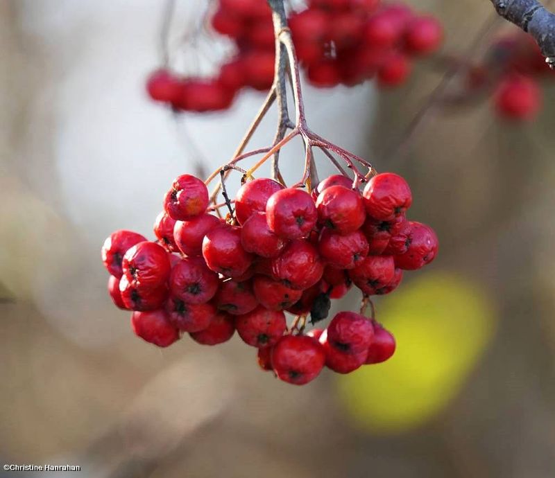 Mountain ash berries