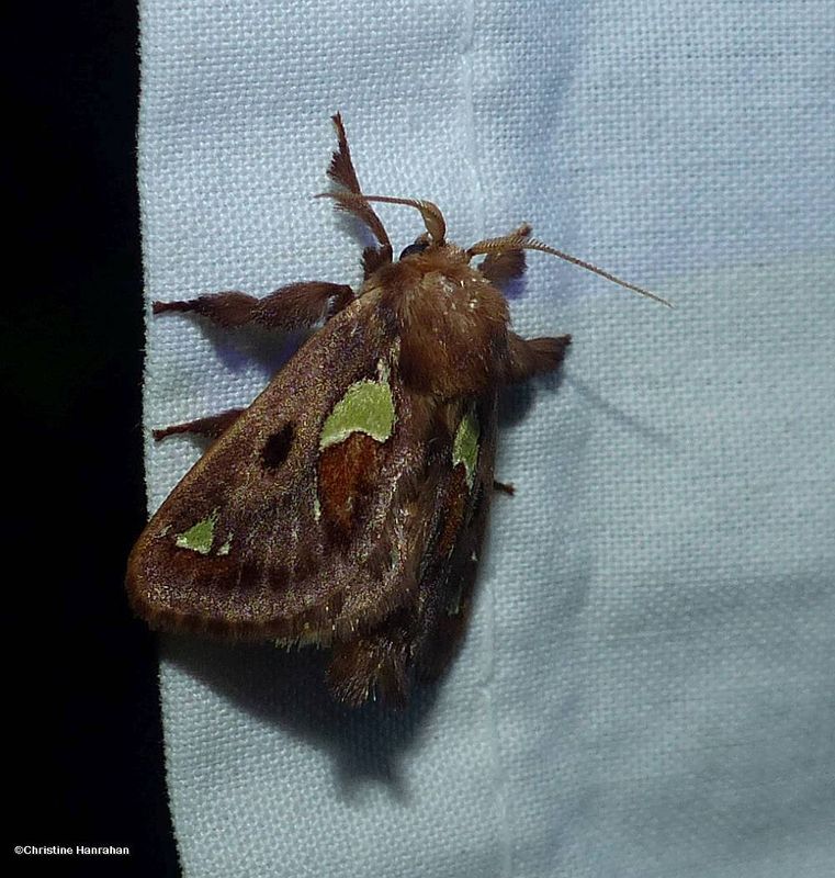 Spiny oak slug moth  (Euclea delphinii ), #4697