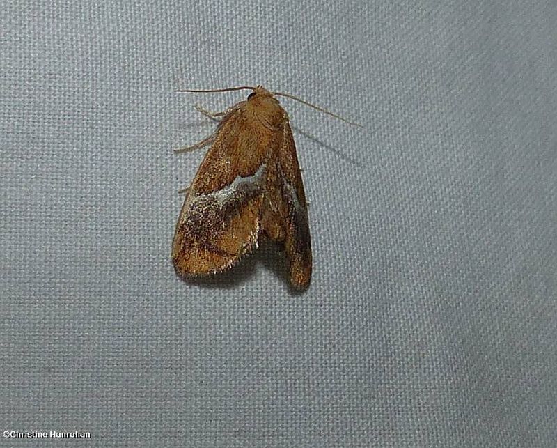 Yellow-shouldered slug moth  (Lithacodes fasciola), #4665