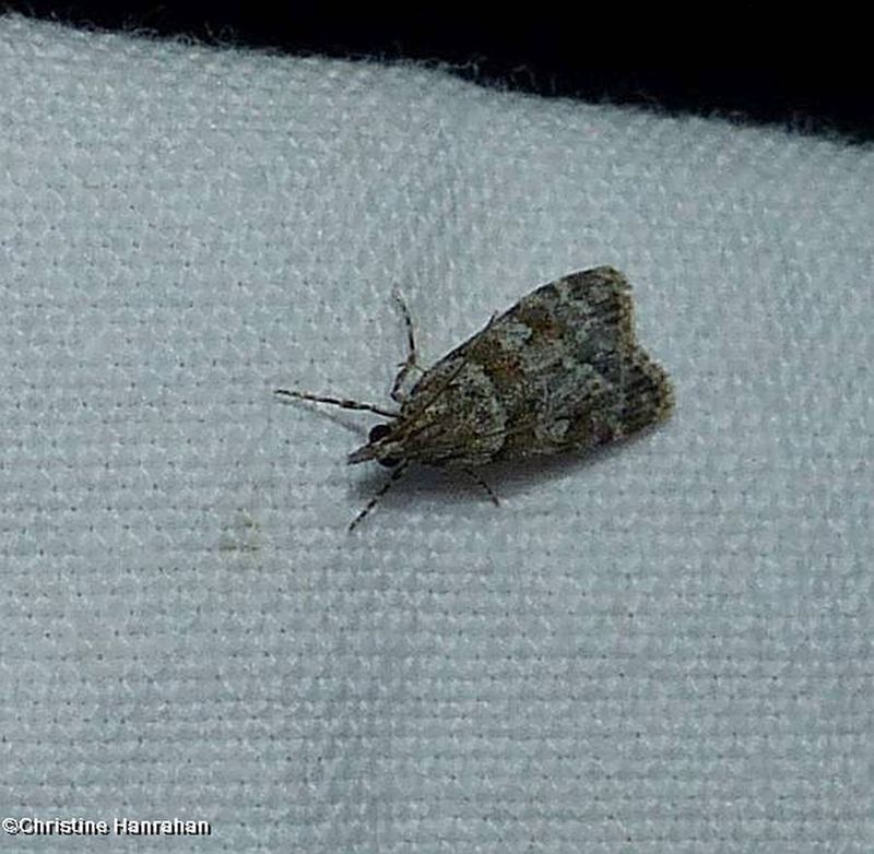 Double-striped scoparia moth   (<em>Scoparia biplagialis</em>), #4716 